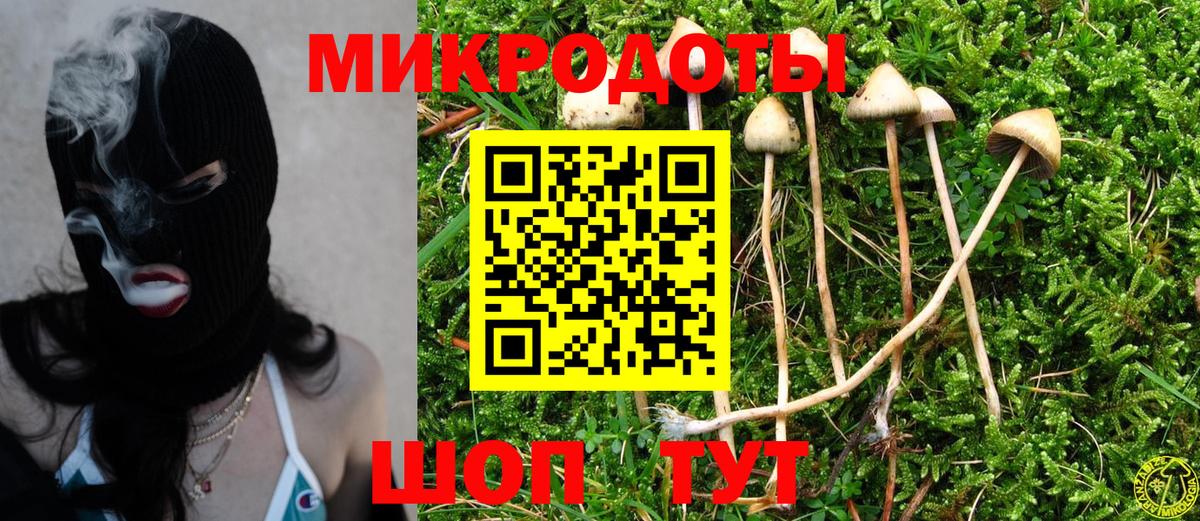 Псилоцибиновые грибы Cubensis Гулькевичи